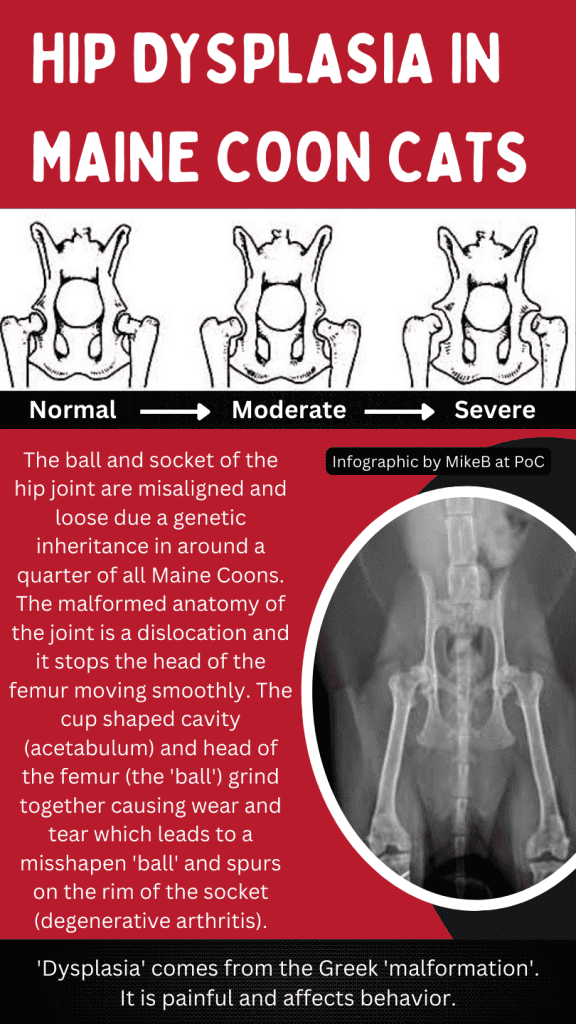 hip-dysplasia-in-maine-coons