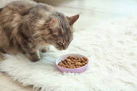 buy-maine-coon-online-michigan