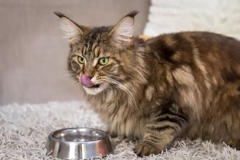maine-coon-diet