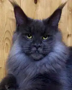 michigan-maine-coon-kittens-for-sale