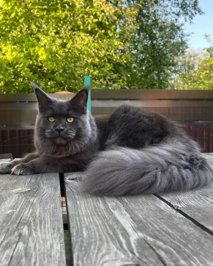buy-maine-coon-online-michigan