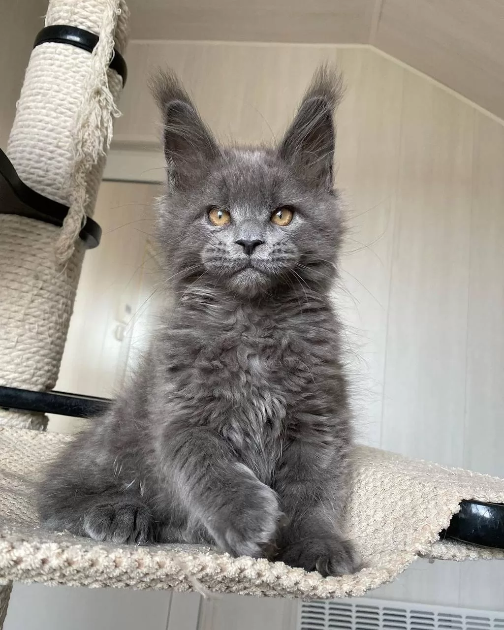 maine-coon-kittens-for-sale-in-michigan