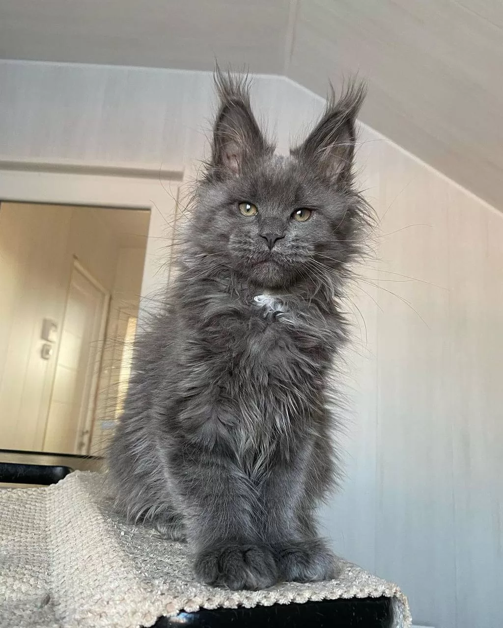 maine-coon-kittens-for-sale-michigan