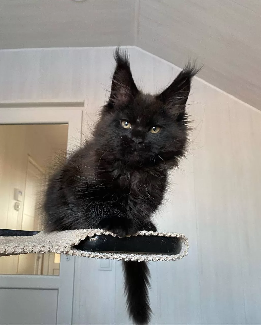 maine-coon-kittens-for-sale-michigan