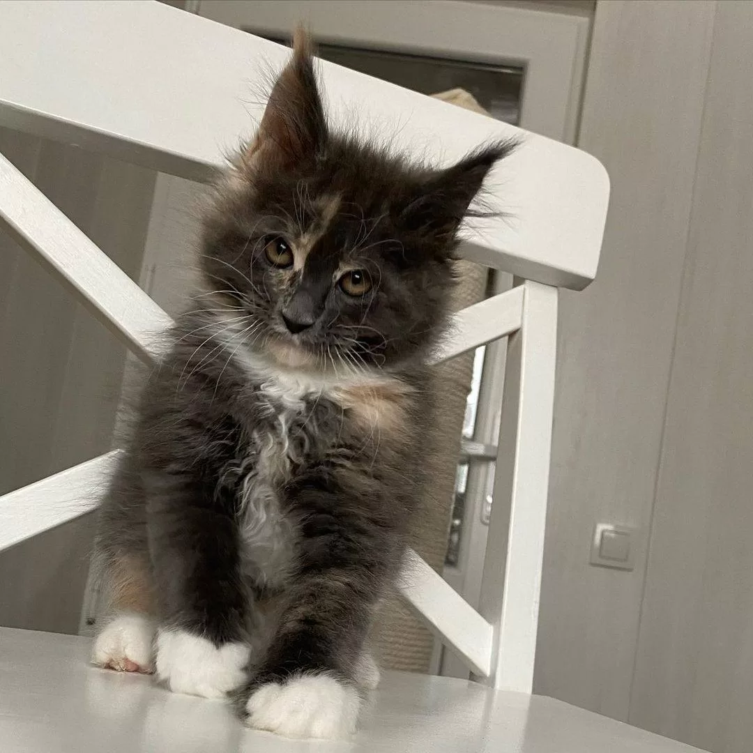 maine-coon-kittens-for-sale-in-michigan