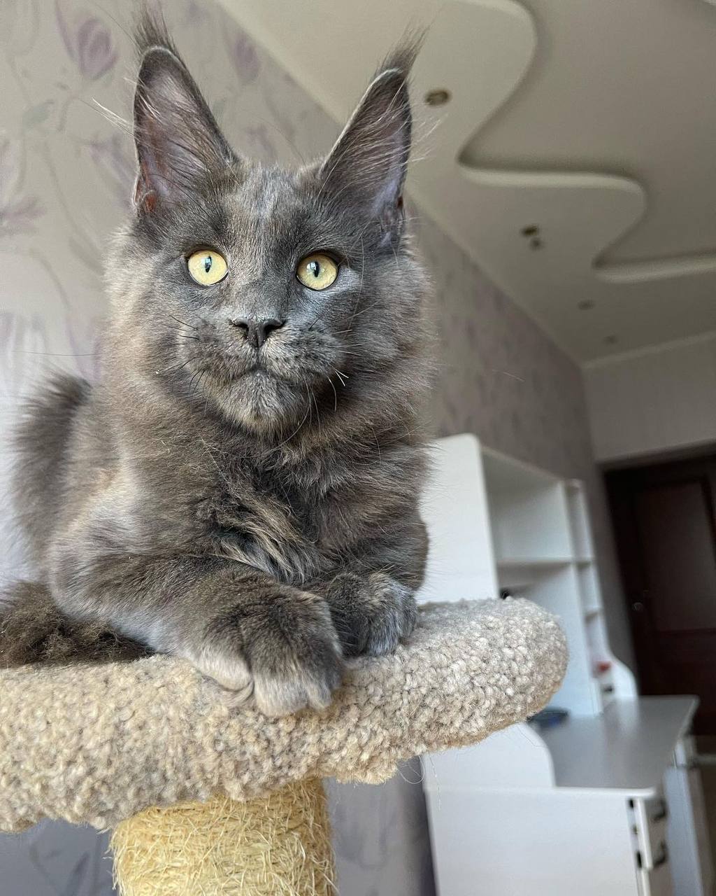 maine coon
