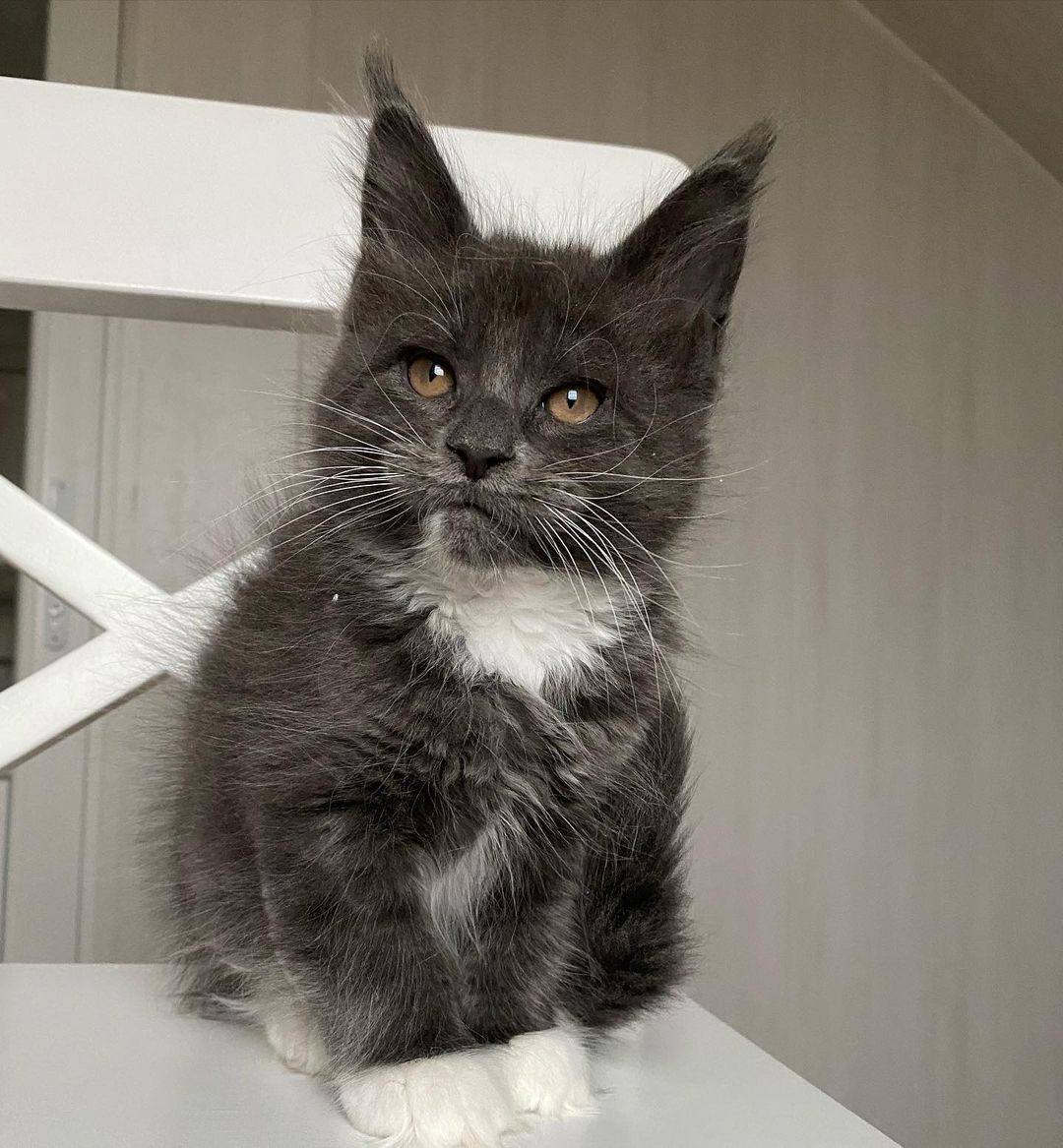 maine-coon-kittens-for-sale-in-michigan