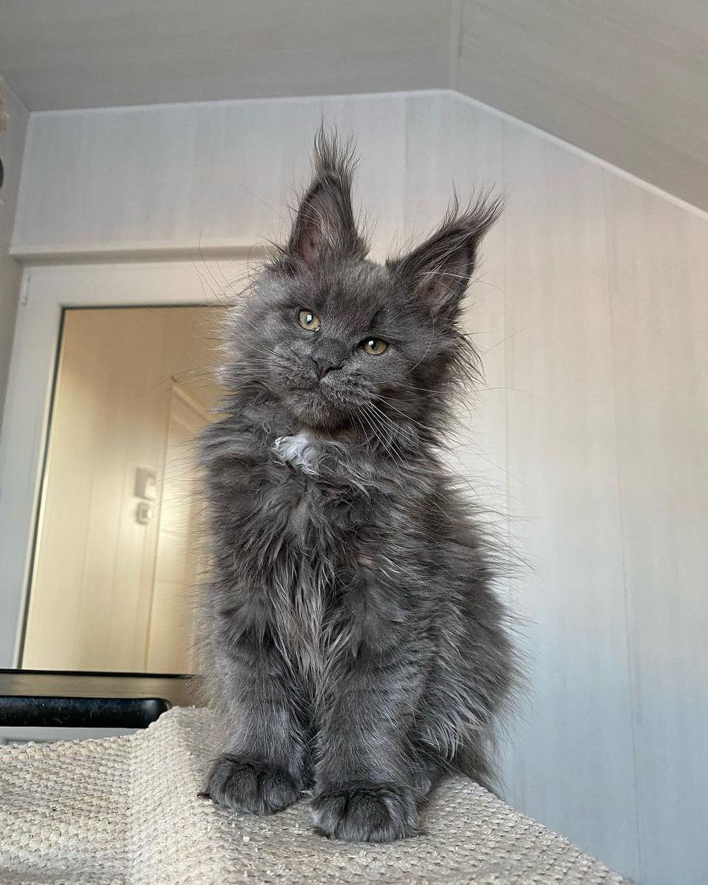 maine-coon-kittens-for-sale-michigan