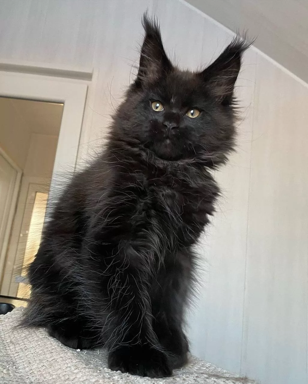 maine-coon-kittens-for-sale-michigan