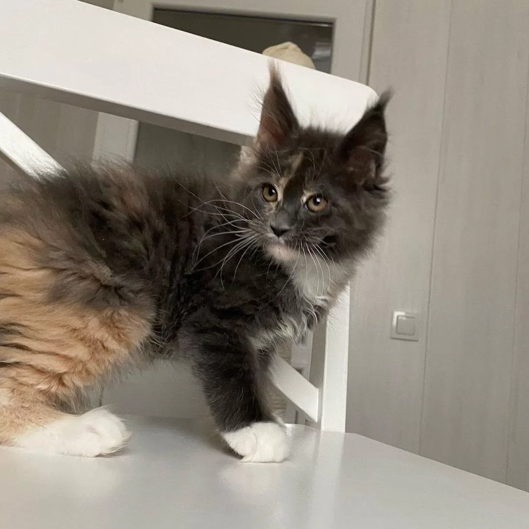 maine coon cat
