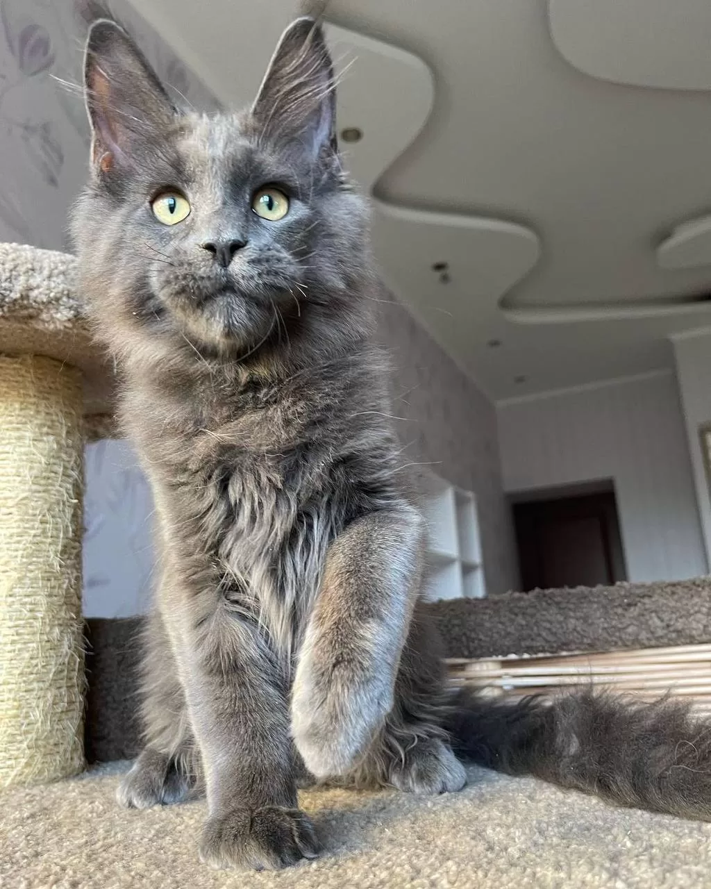 michigan-maine-coon-kittens-for-sale