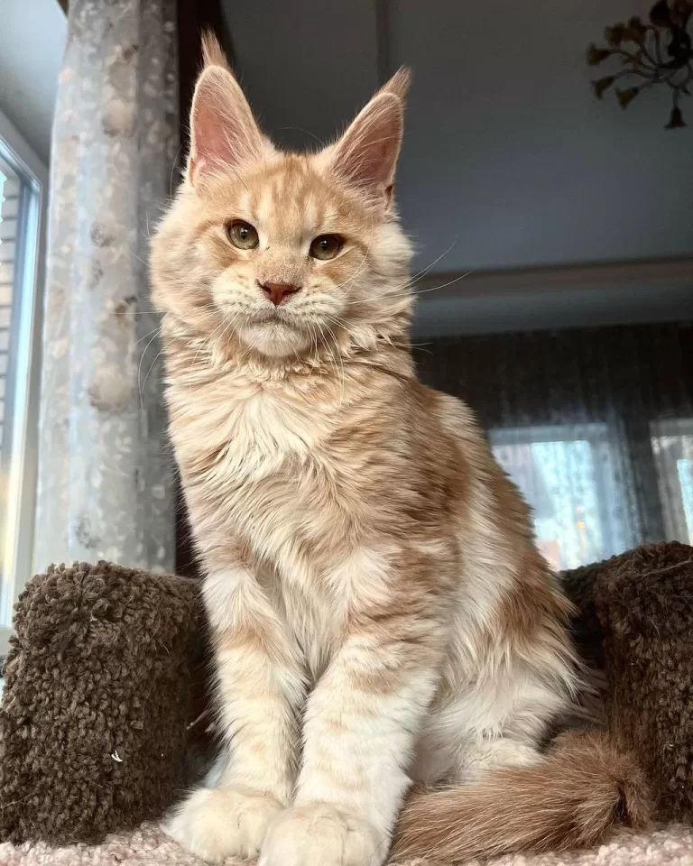 maine-coon-kittens-for-sale-michigan