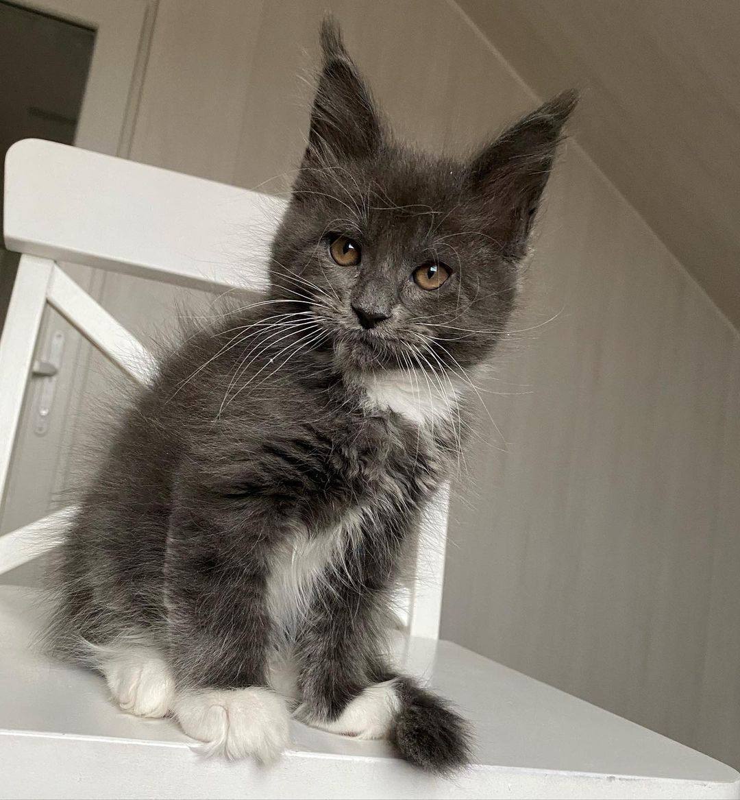 maine-coon-kittens-for-sale-in-michigan