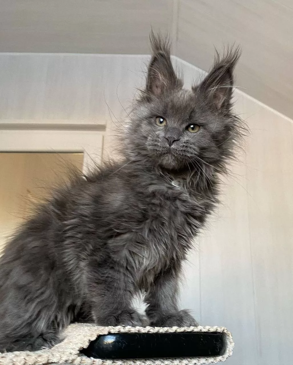 maine-coon-kittens-for-sale-michigan