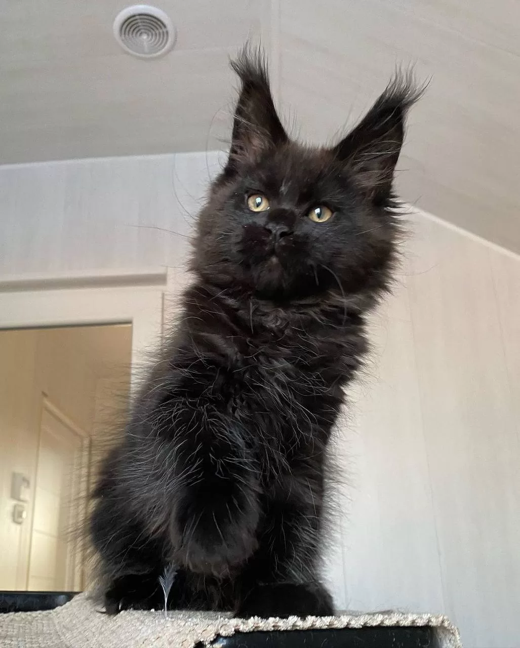 maine-coon-kittens-for-sale-michigan