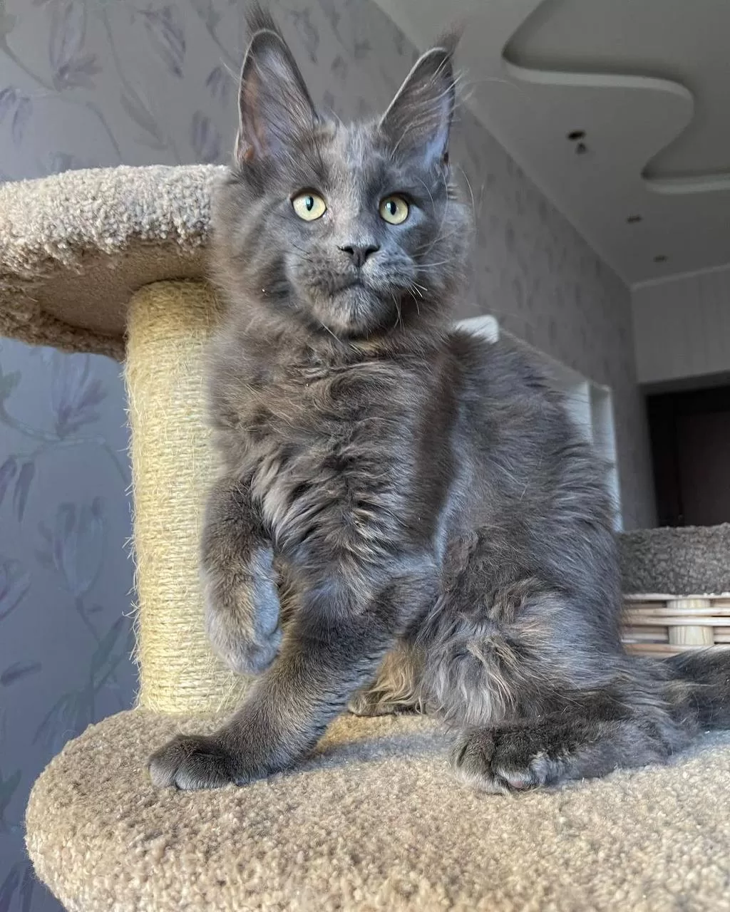 michigan-maine-coon-kittens-for-sale