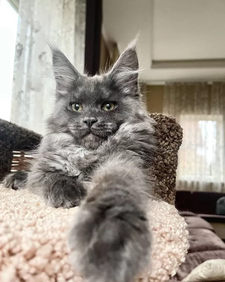 maine-coon-kittens-for-sale-in-michigan