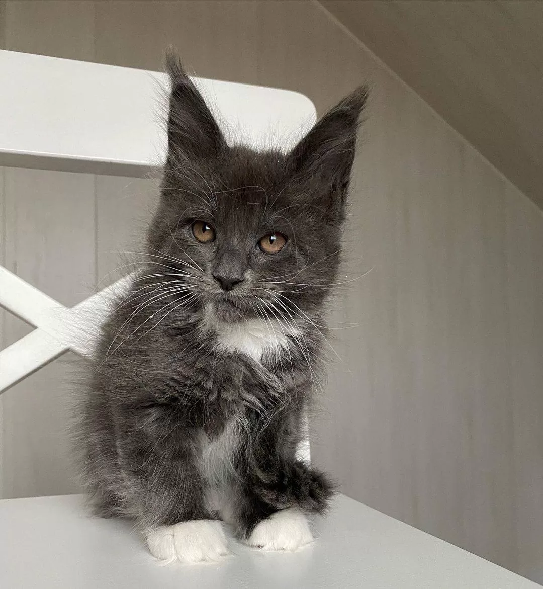 maine coon cat