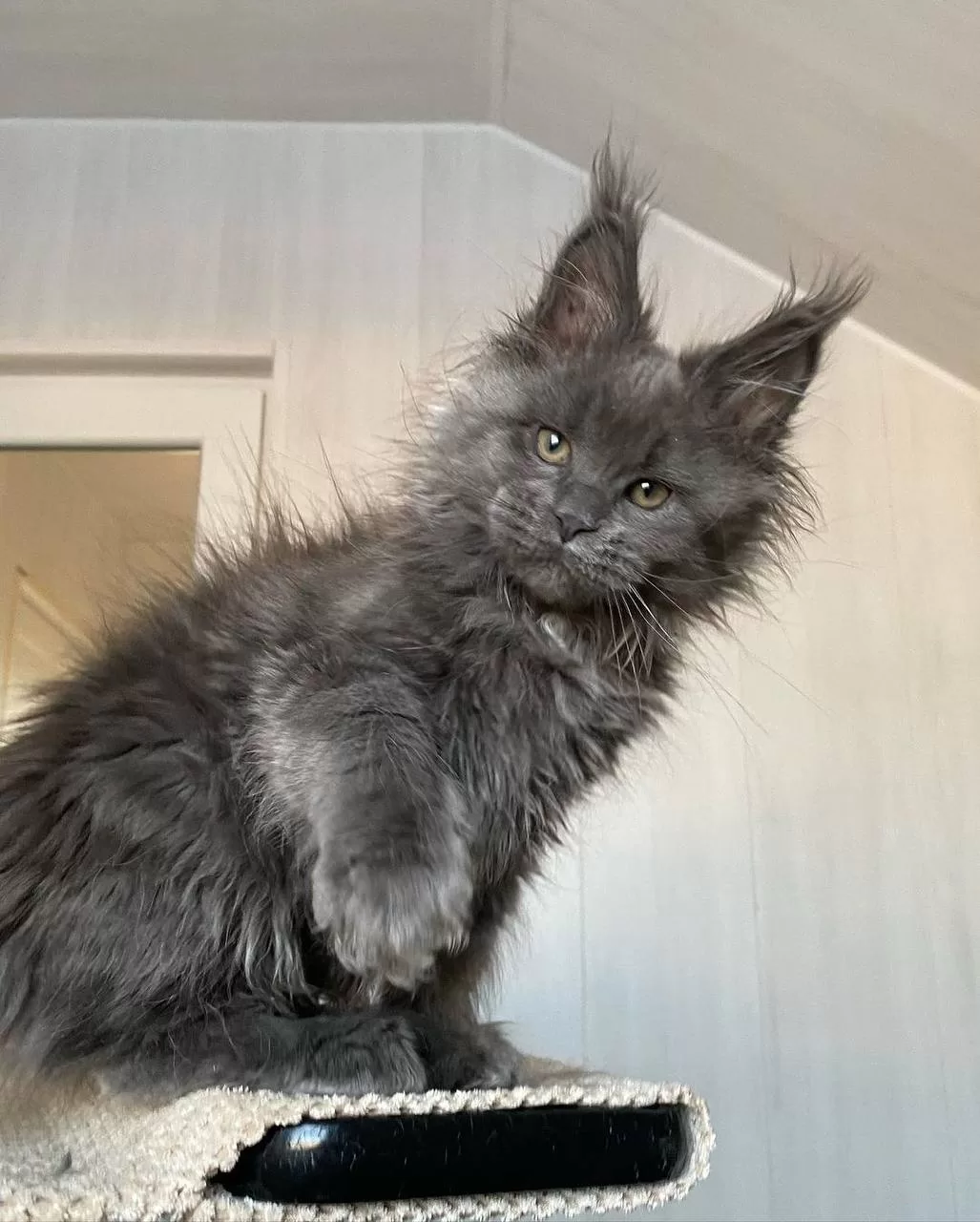 maine-coon-kittens-for-sale-michigan