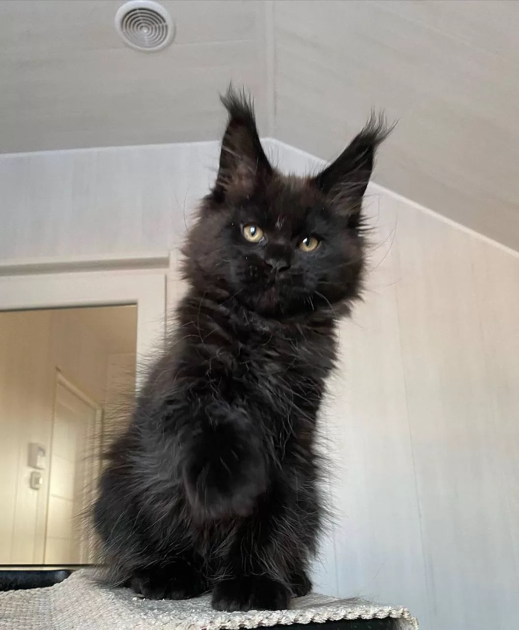 maine-coon-kittens-for-sale-michigan