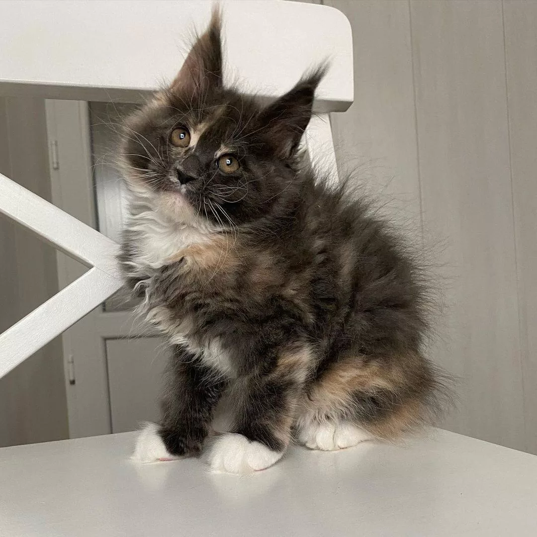 maine-coon-kittens-for-sale-in-michigan