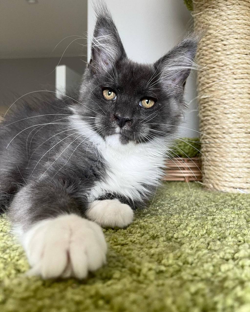 maine-coon-kittens-for-sale-in-michigan