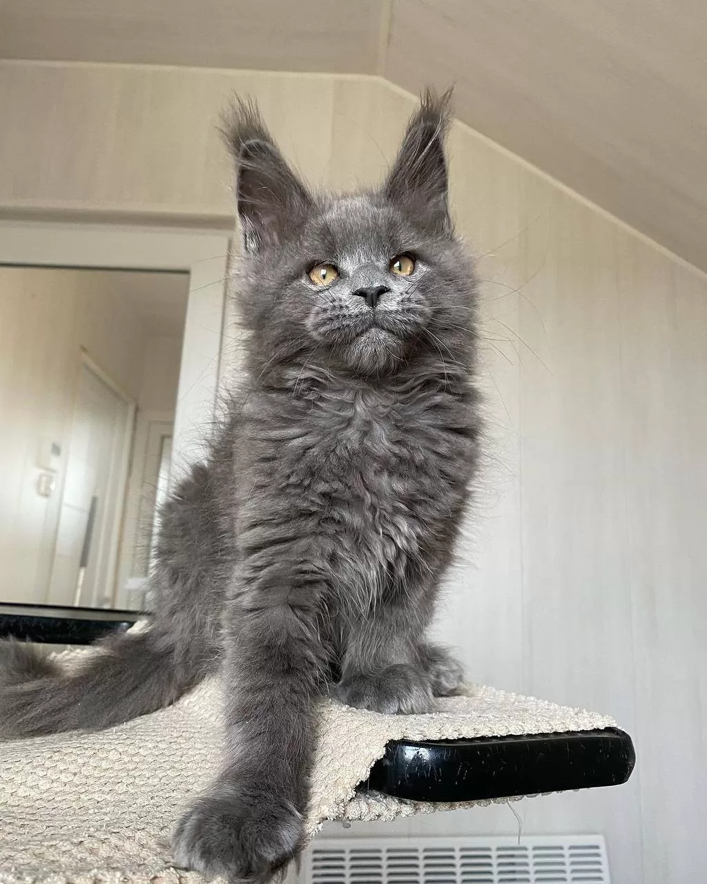 maine-coon-kittens-for-sale-in-michigan