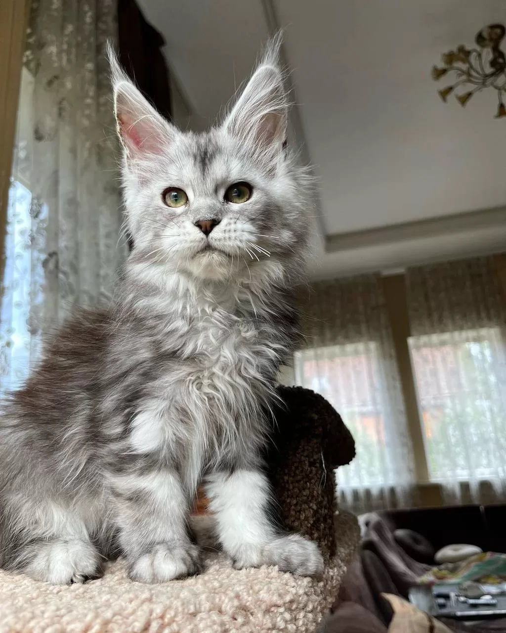 maine-coon-kittens-for-sale