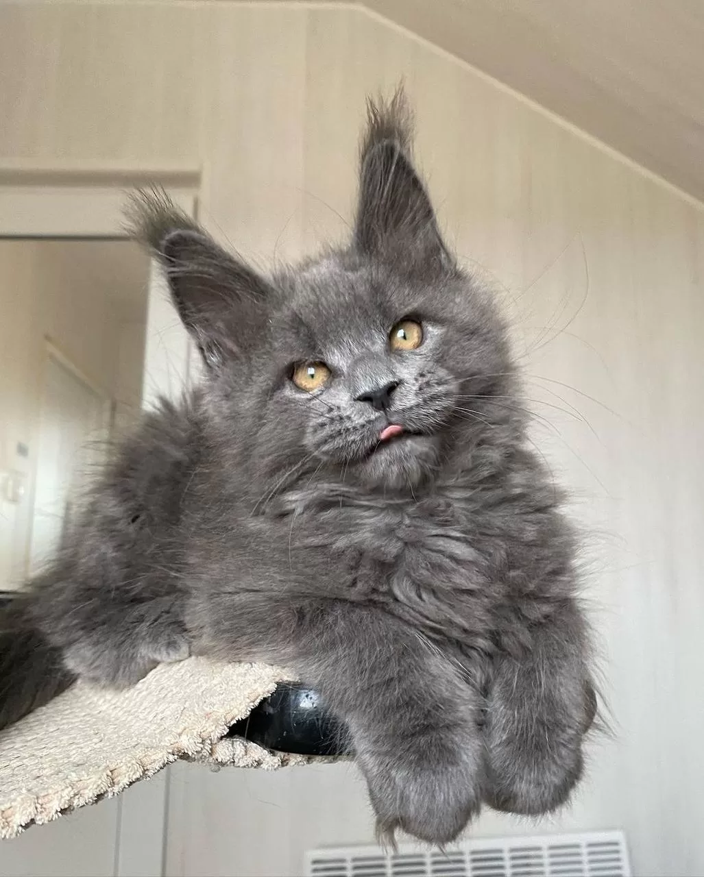 maine-coon-kittens-for-sale-in-michigan