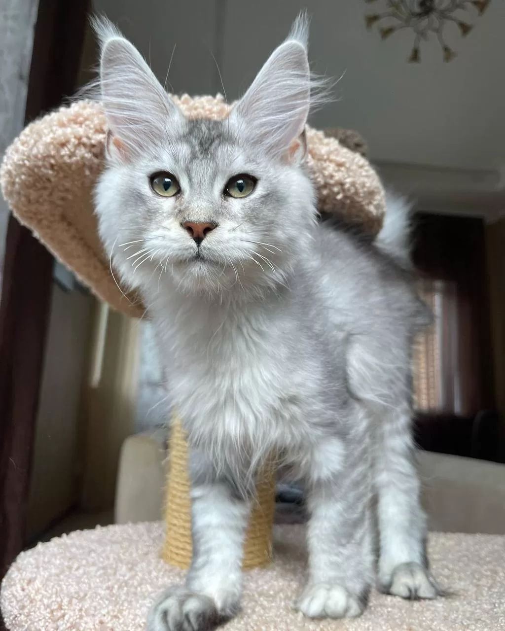 maine-coon-kittens-for-sale