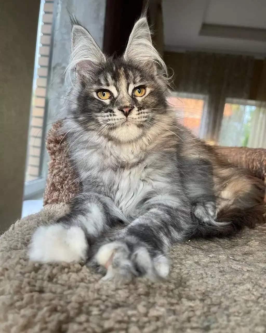 maine-coon-kittens-for-sale-in-michigan