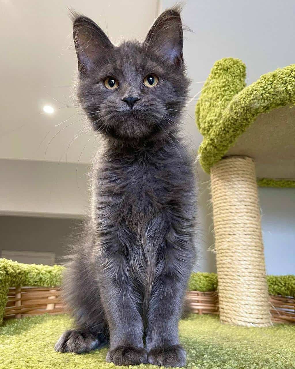 maine-coon-kittens-for-sale-michigan