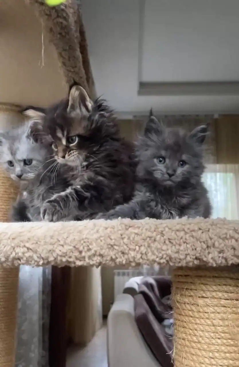 michigan-maine-coon-kittens-for-sale